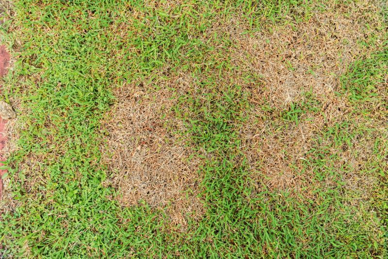 Grass Repair in Honolulu, HI