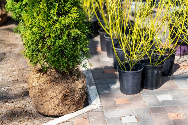 Privacy Shrub Installation in Ventura County, CA