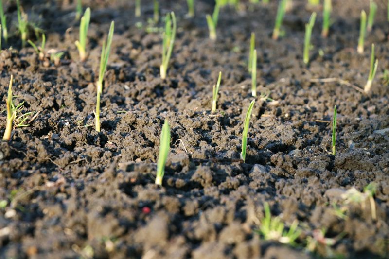 Spring Delivery Window